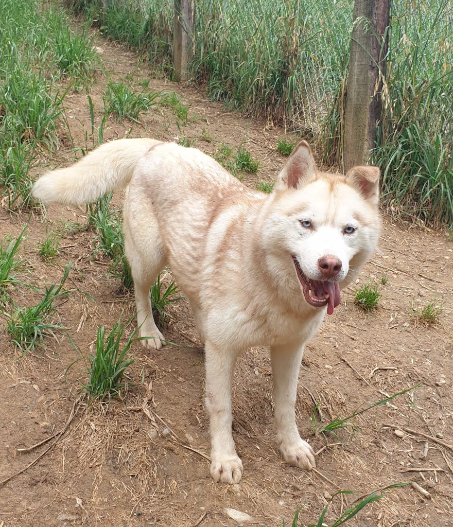 Les Siberian Husky de l'affixe du domaine des ptits loups givres