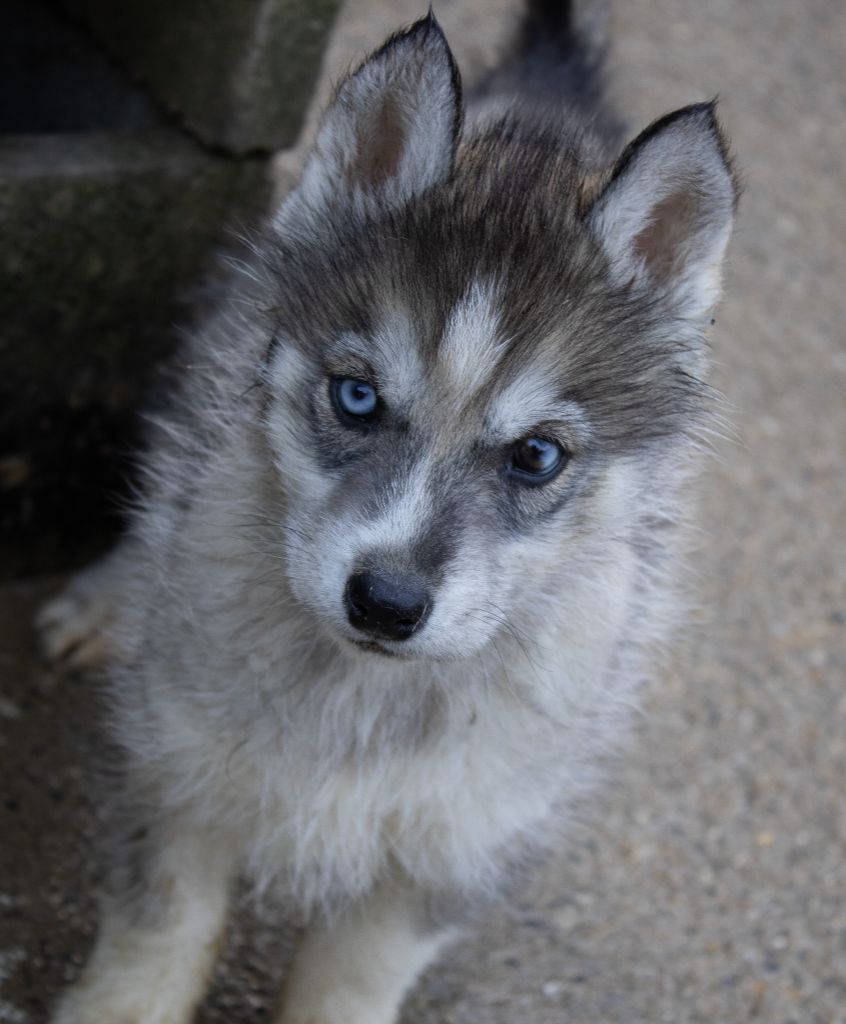 du domaine des ptits loups givres - Chiot disponible  - Siberian Husky