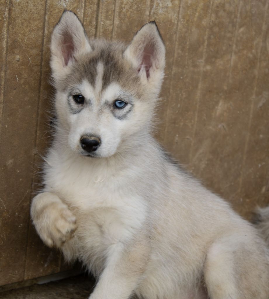 du domaine des ptits loups givres - Chiot disponible  - Siberian Husky