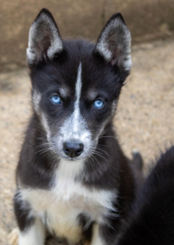 du domaine des ptits loups givres - Chiot disponible  - Siberian Husky