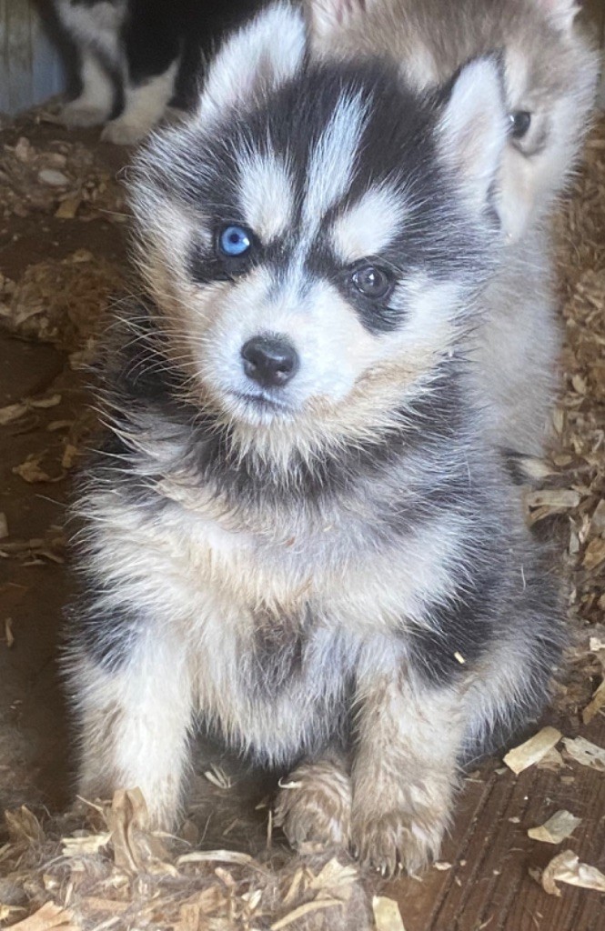 du domaine des ptits loups givres - Chiot disponible  - Siberian Husky