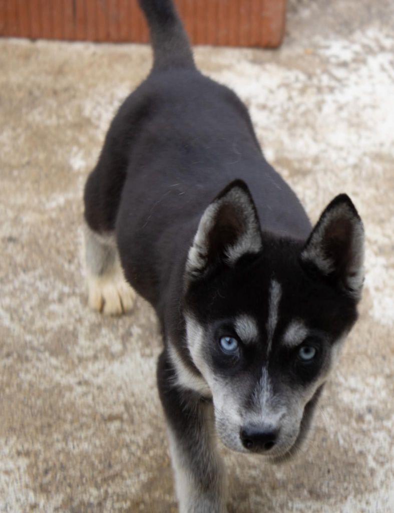 du domaine des ptits loups givres - Chiot disponible  - Siberian Husky