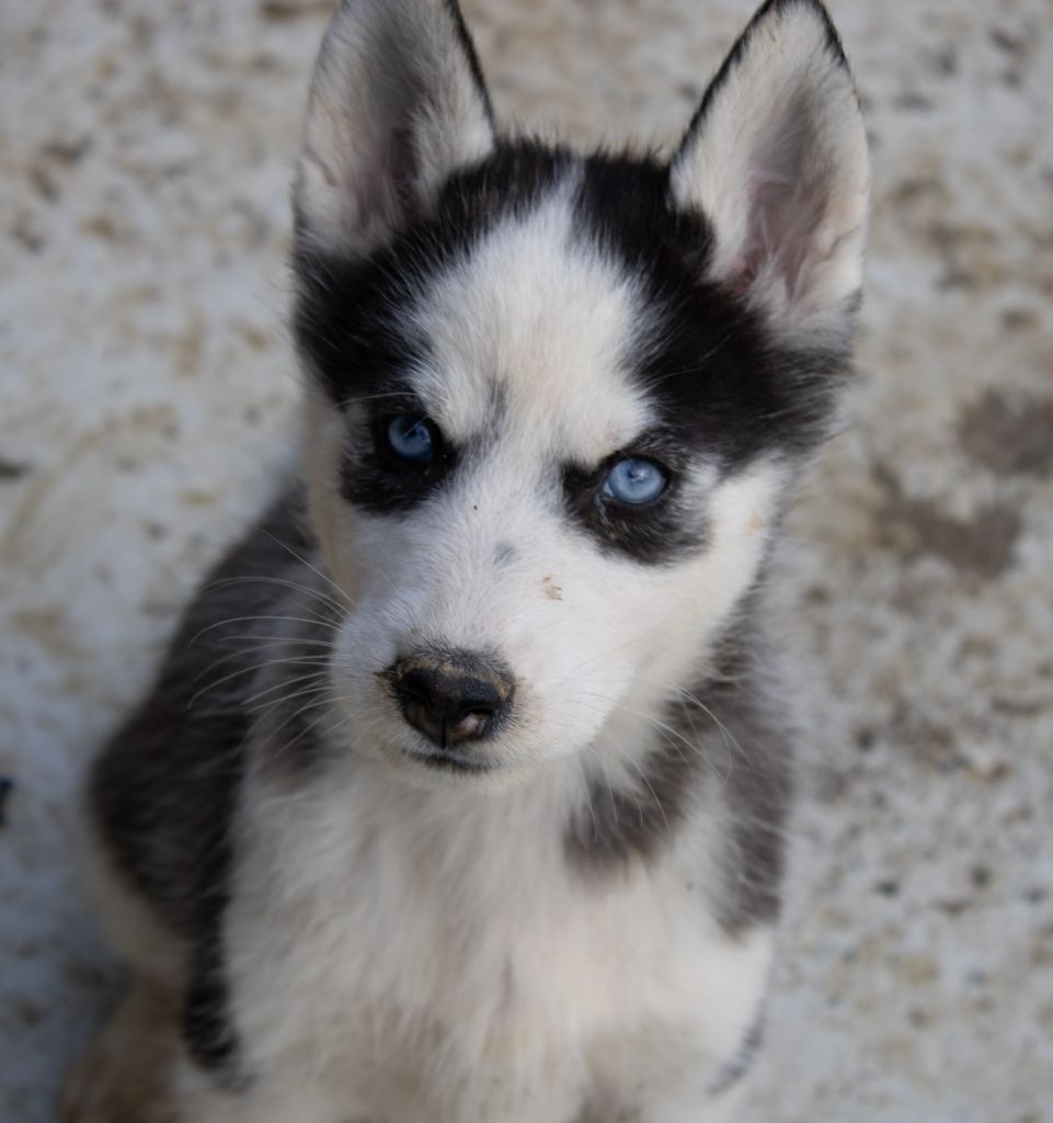 du domaine des ptits loups givres - Chiot disponible  - Siberian Husky