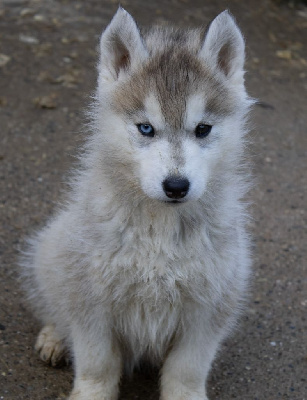 du domaine des ptits loups givres - Siberian Husky - Portée née le 28/09/2024