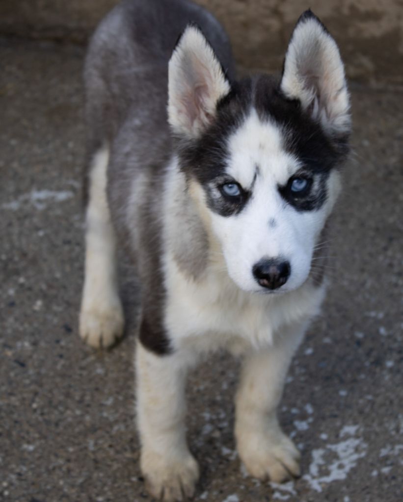 du domaine des ptits loups givres - Chiot disponible  - Siberian Husky