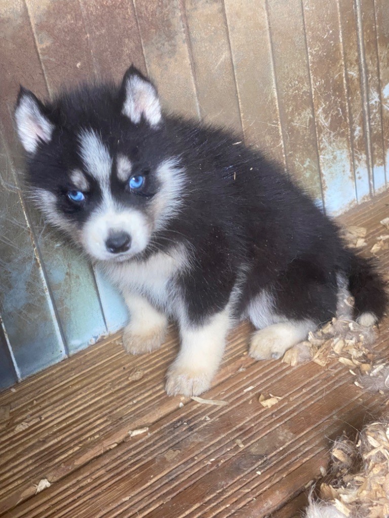 du domaine des ptits loups givres - Chiot disponible  - Siberian Husky