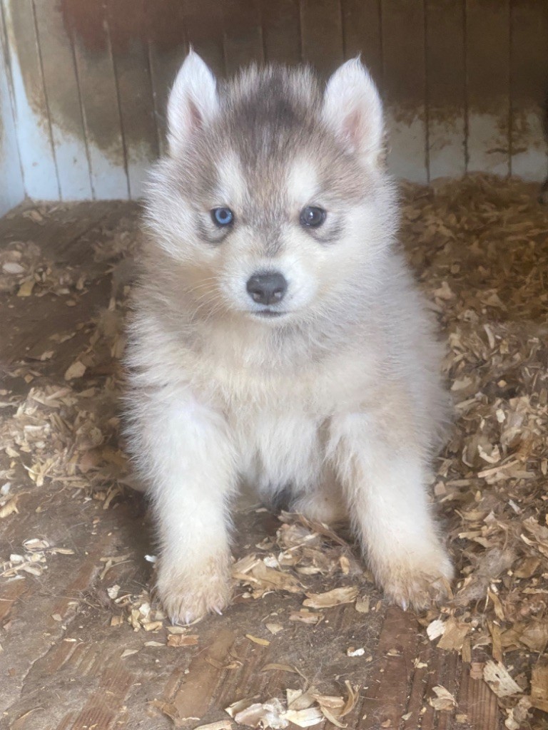 du domaine des ptits loups givres - Chiot disponible  - Siberian Husky