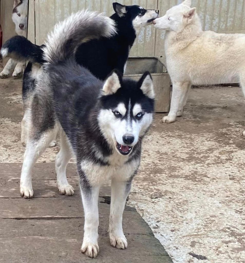 Saïkha des reves de neige