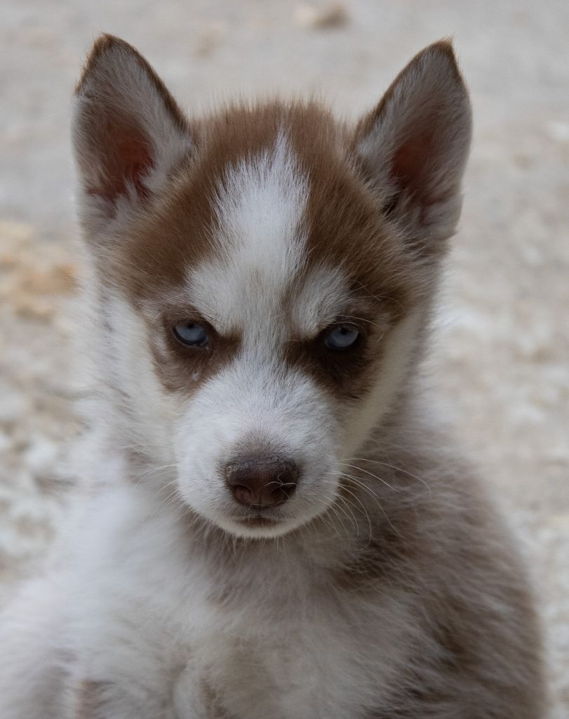 du domaine des ptits loups givres - Chiots disponibles - Siberian Husky