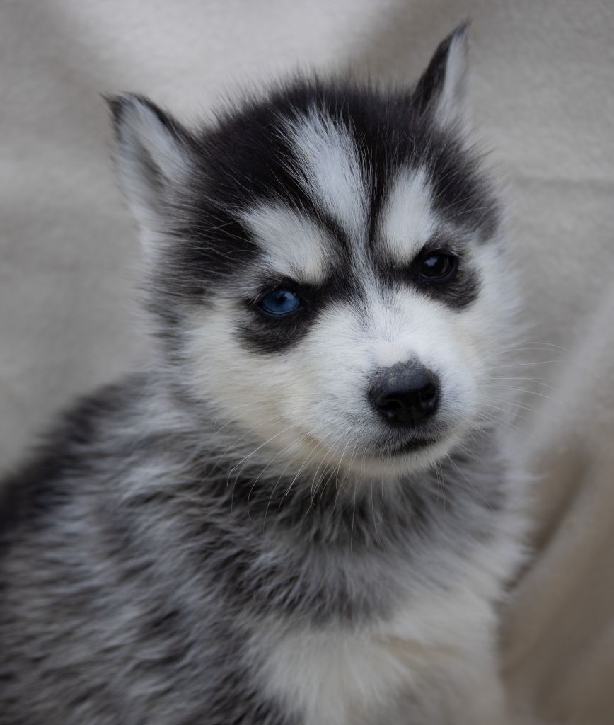 du domaine des ptits loups givres - Chiots disponibles - Siberian Husky