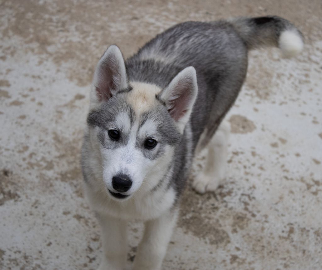 du domaine des ptits loups givres - Chiots disponibles - Siberian Husky