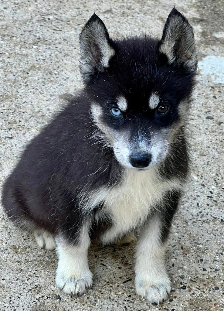 du domaine des ptits loups givres - Chiots disponibles - Siberian Husky