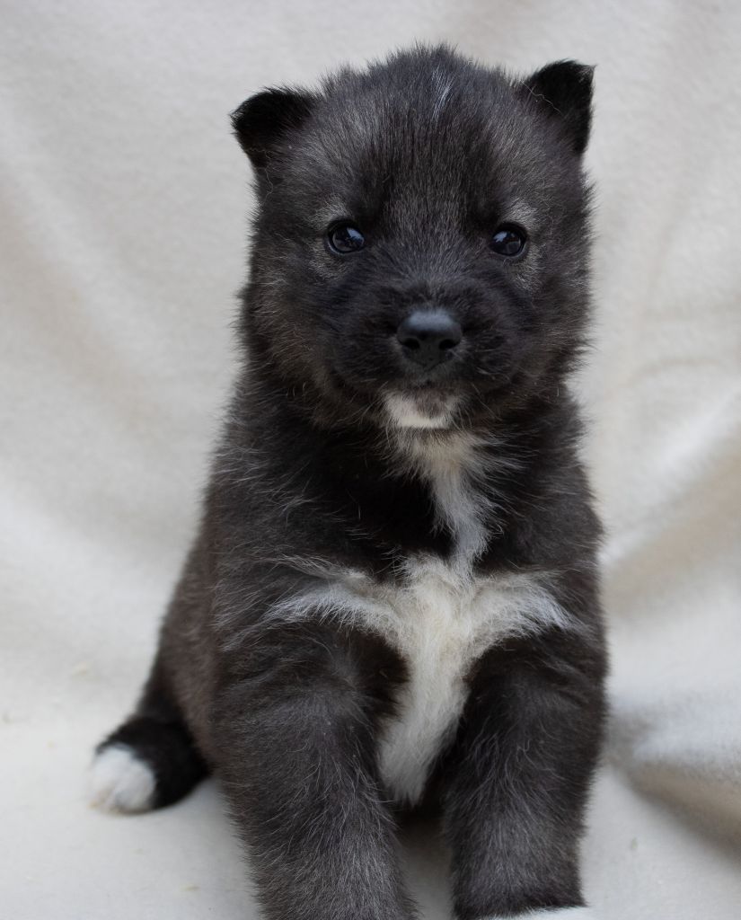 du domaine des ptits loups givres - Chiots disponibles - Siberian Husky
