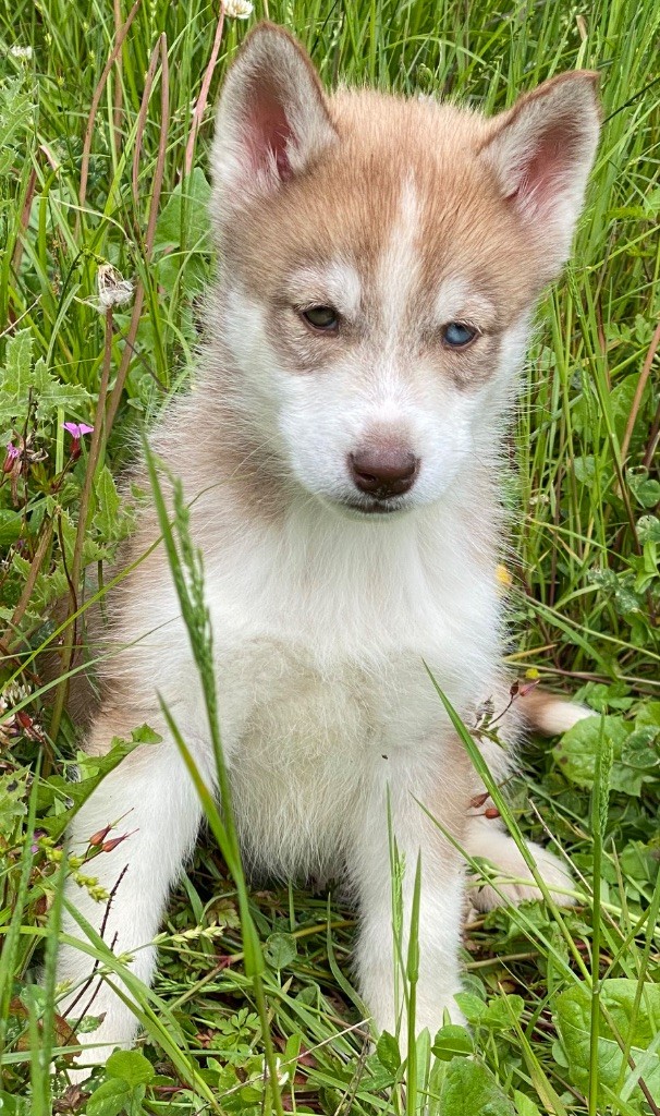 du domaine des ptits loups givres - Chiots disponibles - Siberian Husky