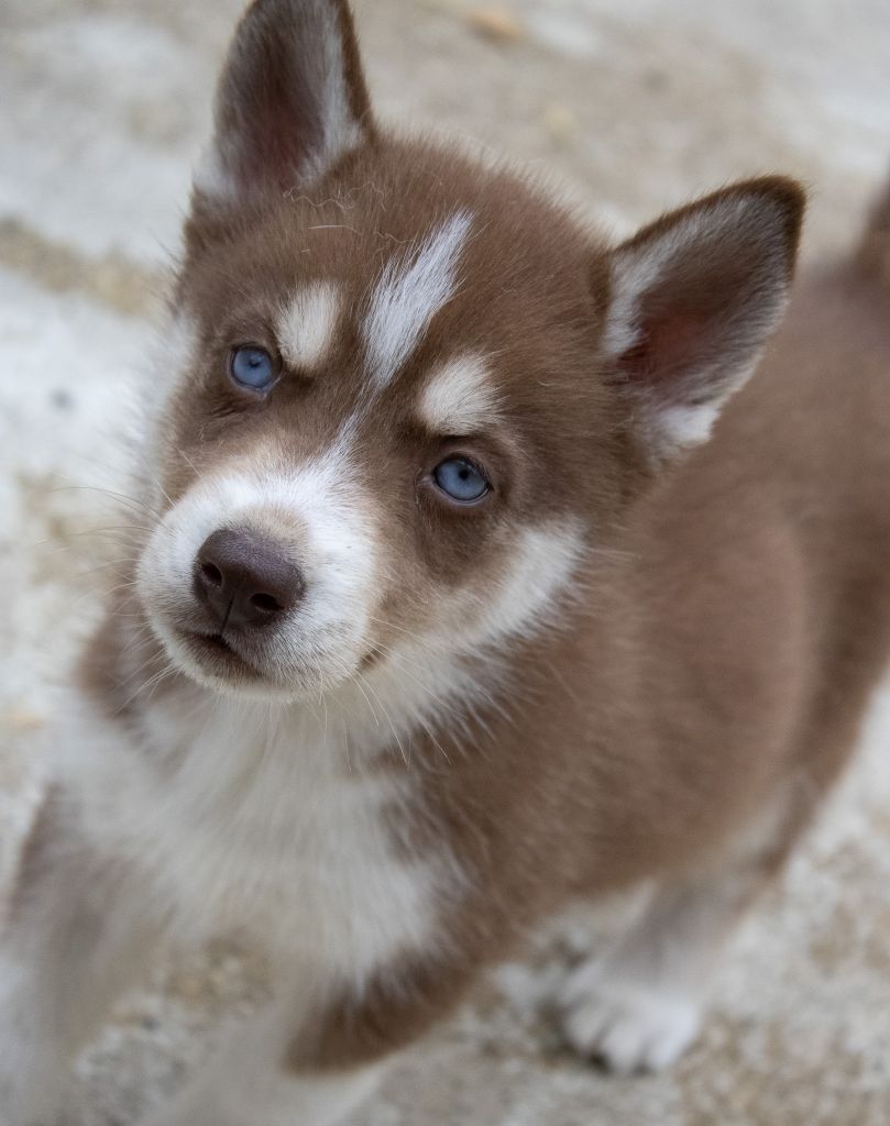 du domaine des ptits loups givres - Chiots disponibles - Siberian Husky