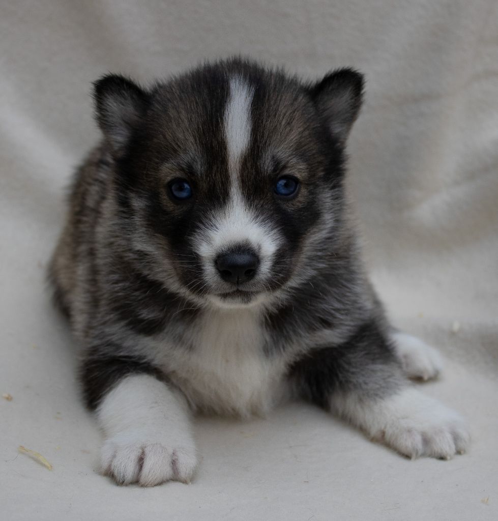 du domaine des ptits loups givres - Chiots disponibles - Siberian Husky
