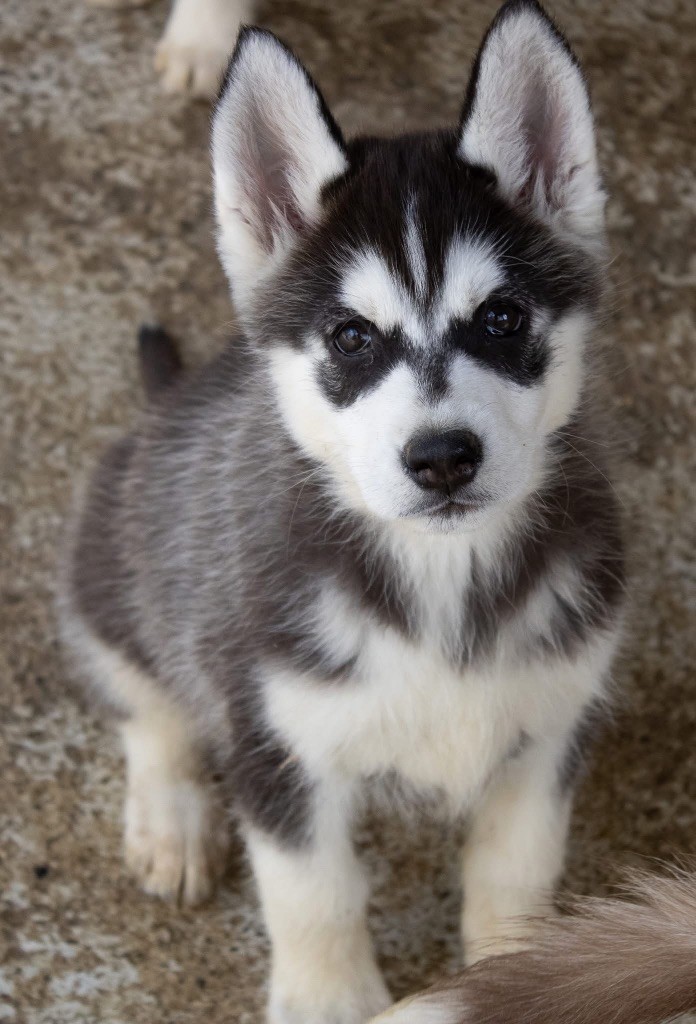 du domaine des ptits loups givres - Chiots disponibles - Siberian Husky