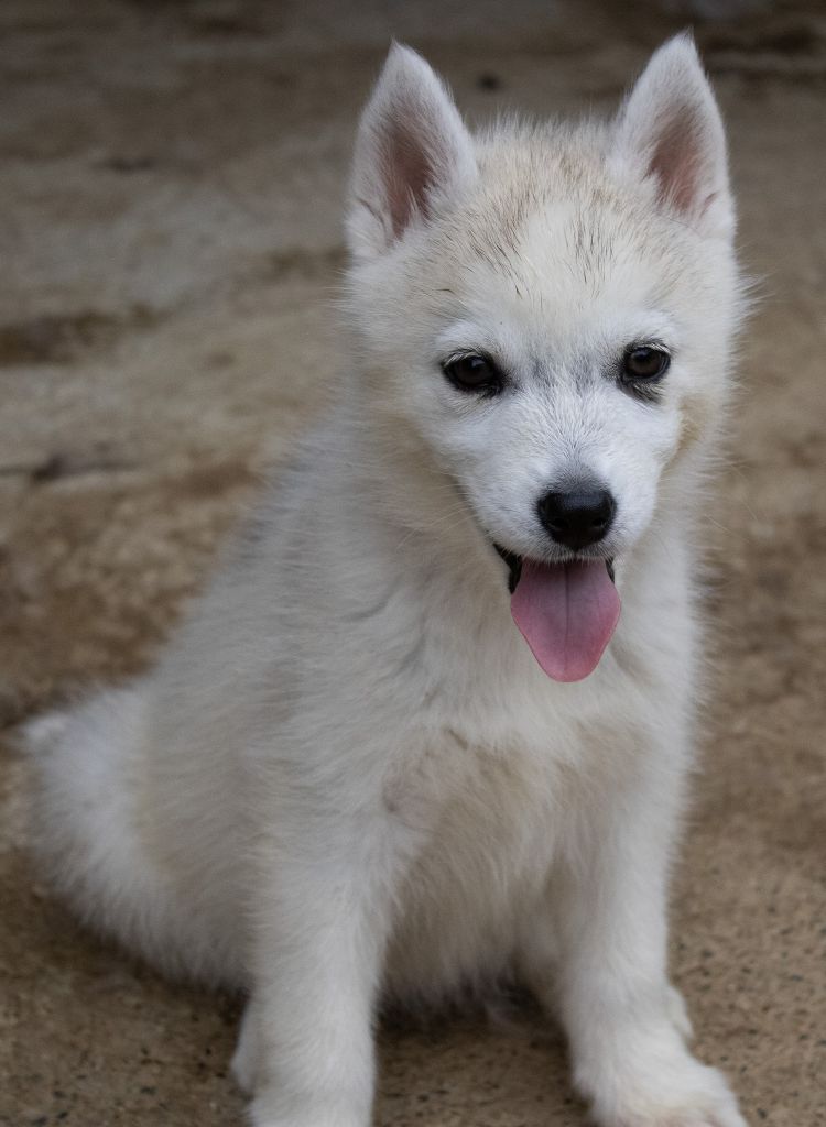 du domaine des ptits loups givres - Chiots disponibles - Siberian Husky