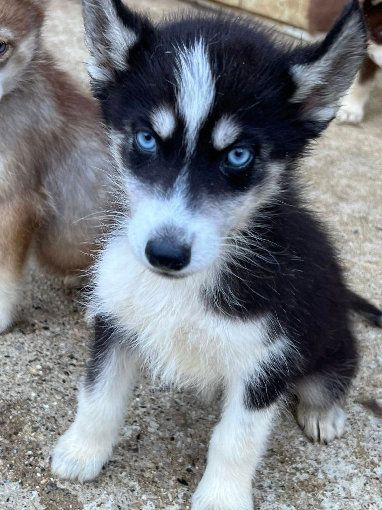 du domaine des ptits loups givres - Chiots disponibles - Siberian Husky