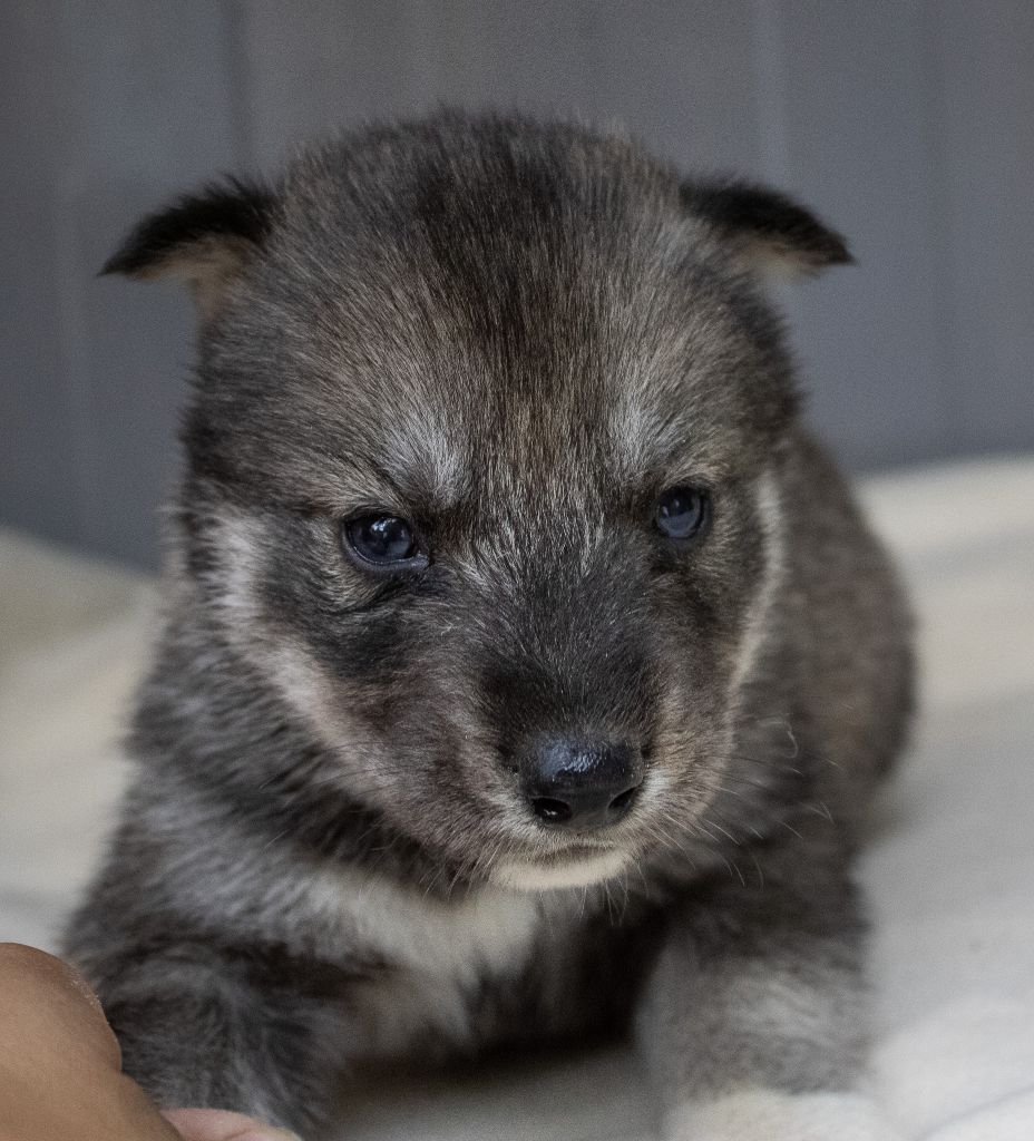 du domaine des ptits loups givres - Chiots disponibles - Siberian Husky