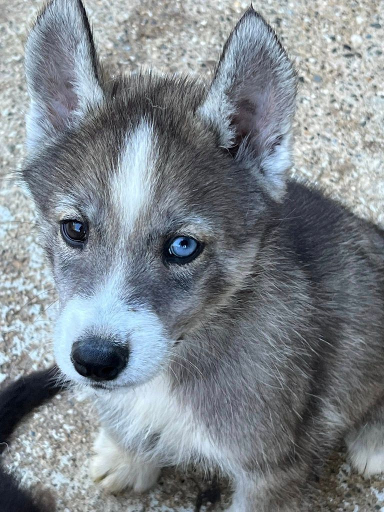 du domaine des ptits loups givres - Chiots disponibles - Siberian Husky