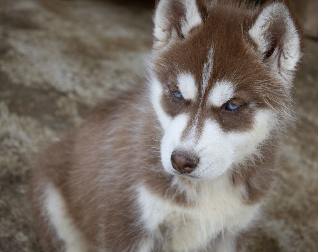 du domaine des ptits loups givres - Chiots disponibles - Siberian Husky