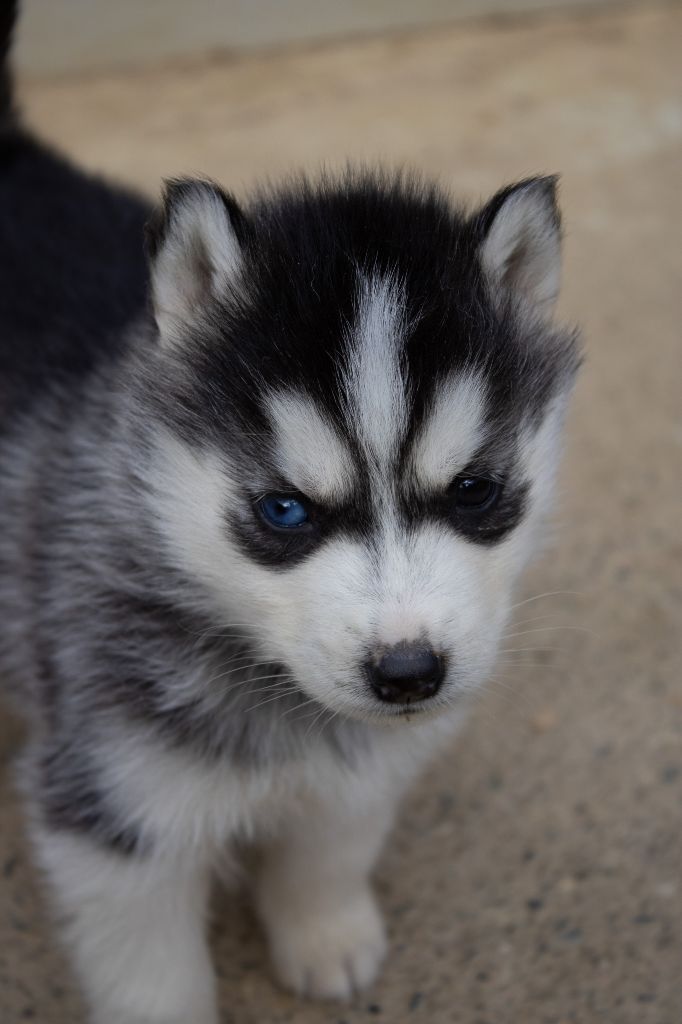 du domaine des ptits loups givres - Chiots disponibles - Siberian Husky