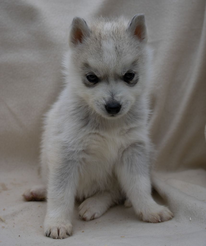 du domaine des ptits loups givres - Chiots disponibles - Siberian Husky