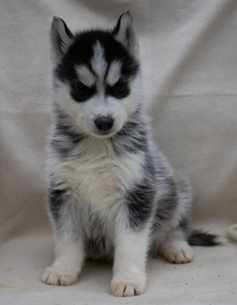 du domaine des ptits loups givres - Chiots disponibles - Siberian Husky