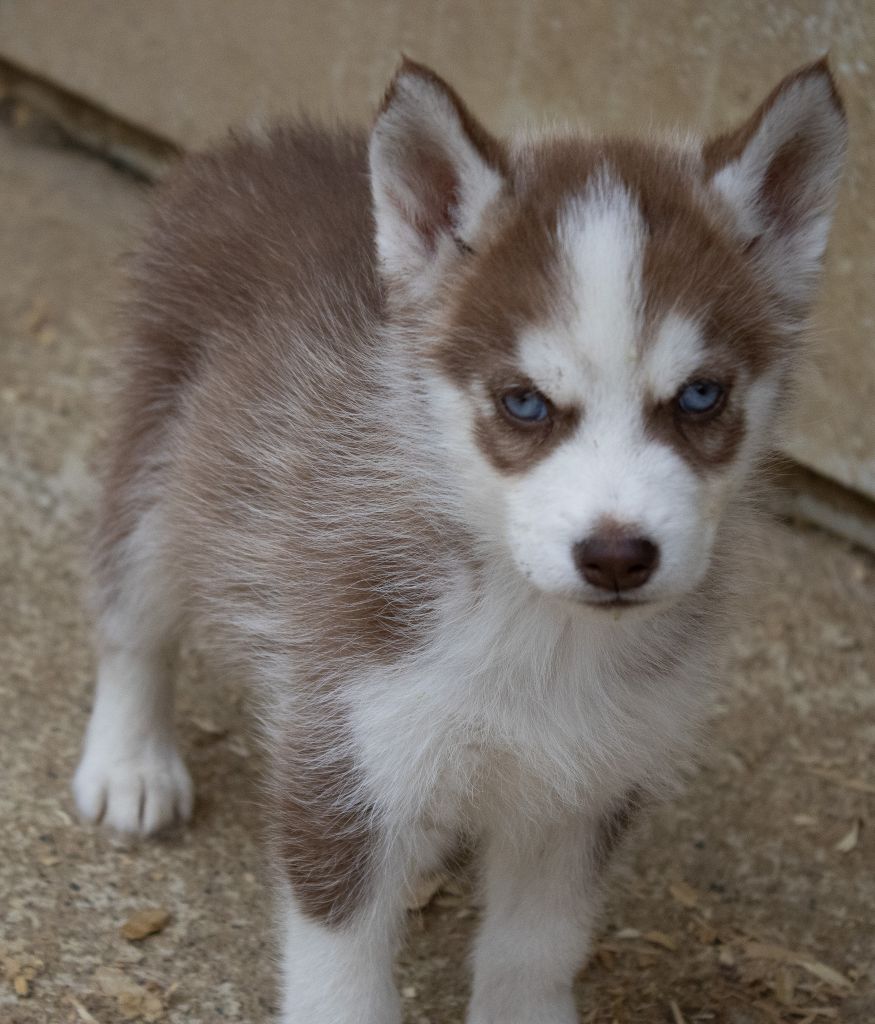 du domaine des ptits loups givres - Chiots disponibles - Siberian Husky