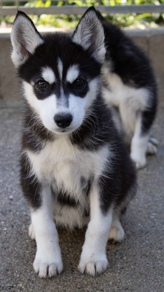 du domaine des ptits loups givres - Chiots disponibles - Siberian Husky