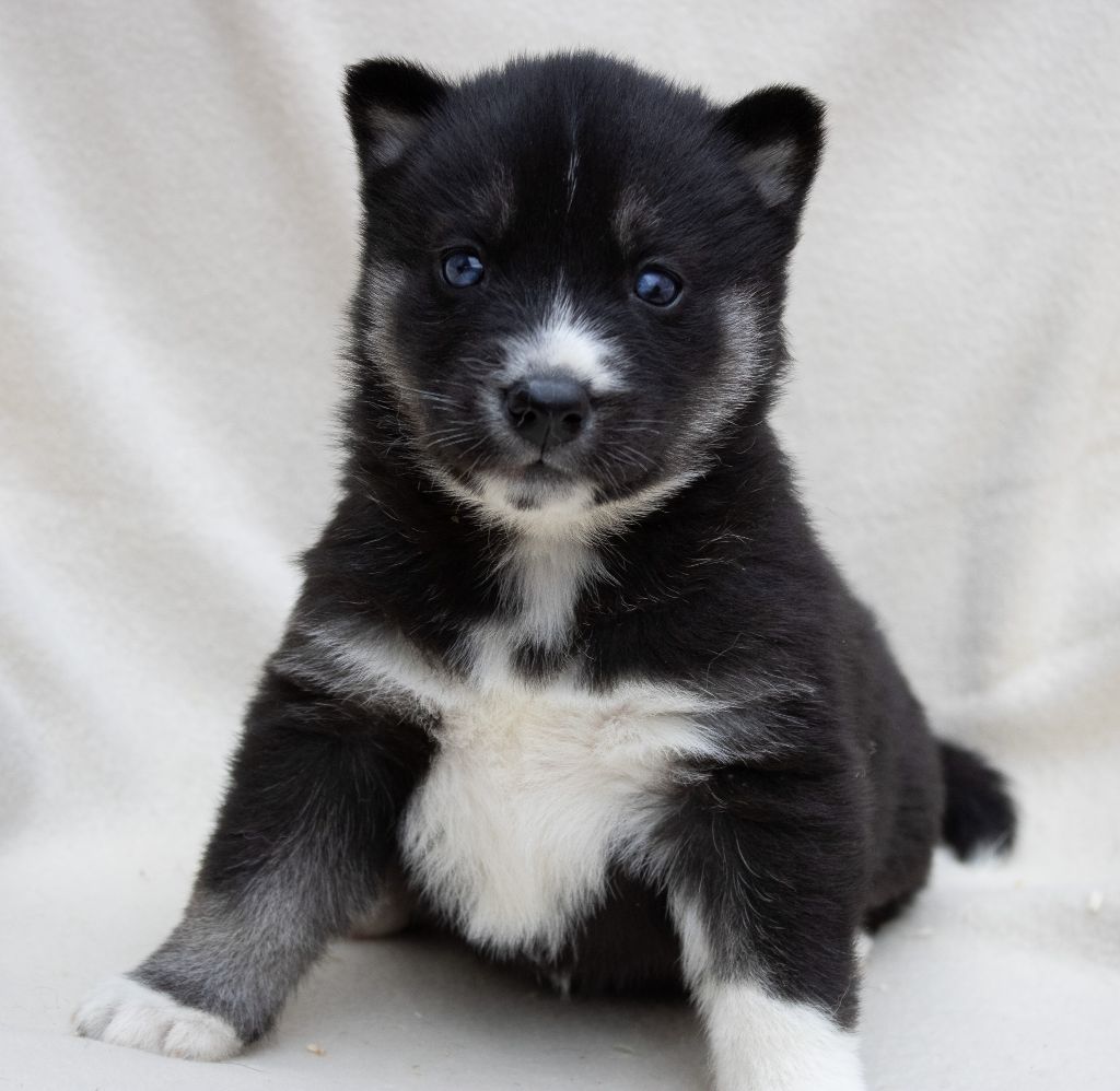 du domaine des ptits loups givres - Chiots disponibles - Siberian Husky