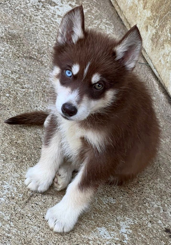 du domaine des ptits loups givres - Chiots disponibles - Siberian Husky