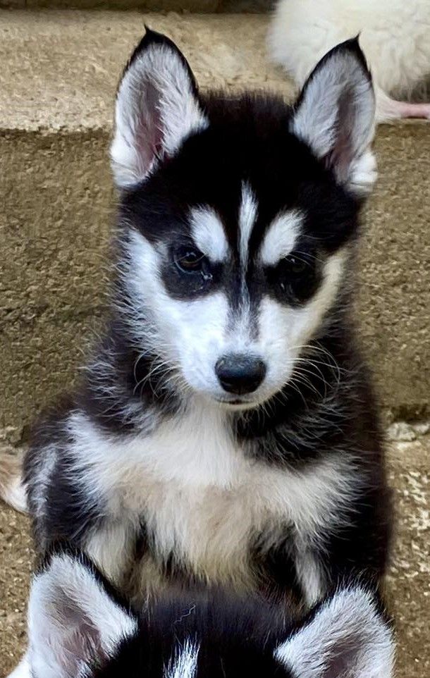 du domaine des ptits loups givres - Chiots disponibles - Siberian Husky