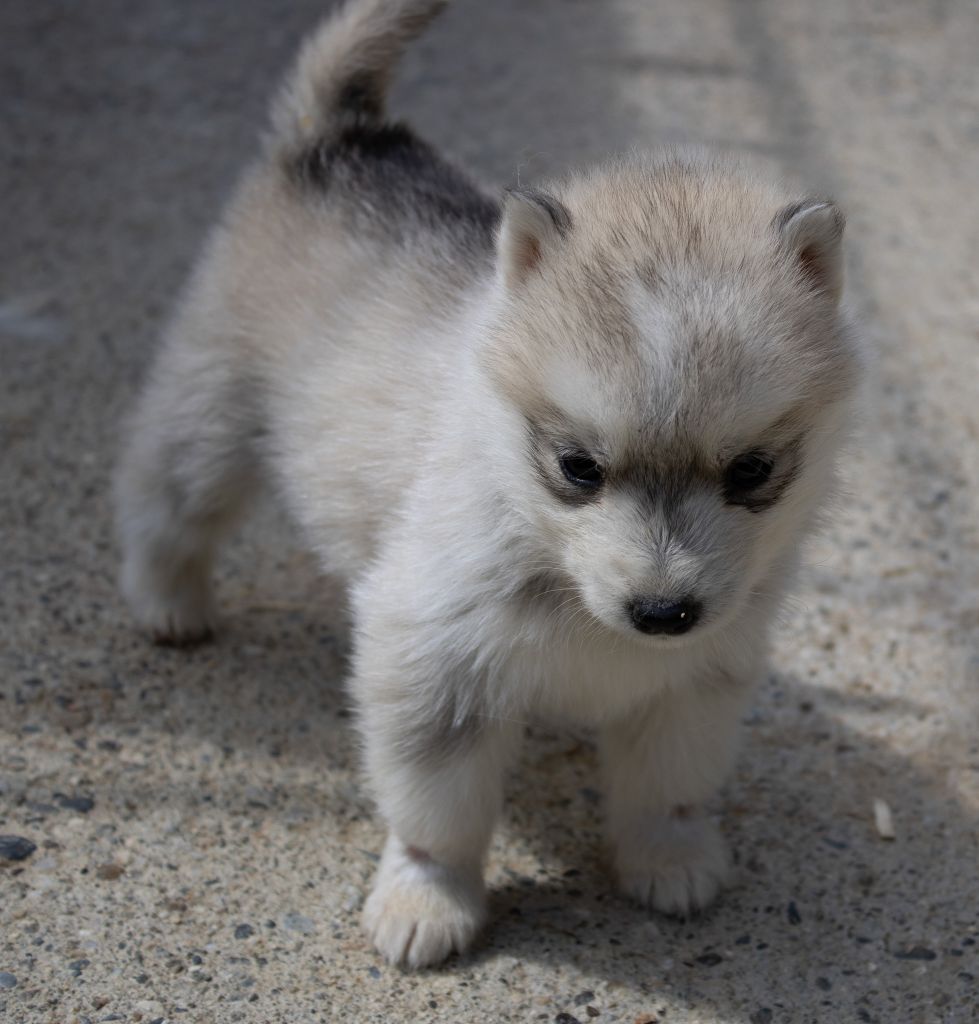 du domaine des ptits loups givres - Chiots disponibles - Siberian Husky