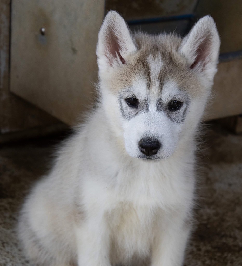 du domaine des ptits loups givres - Chiots disponibles - Siberian Husky