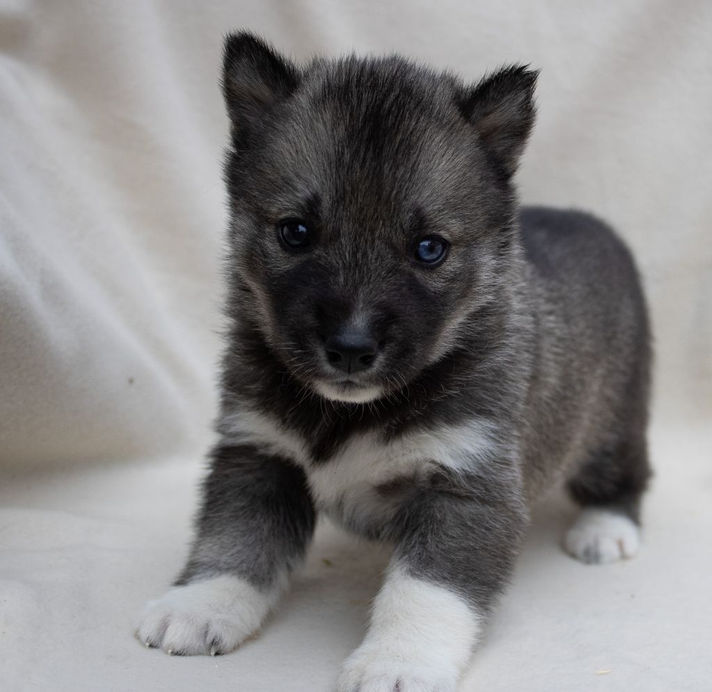 du domaine des ptits loups givres - Chiots disponibles - Siberian Husky