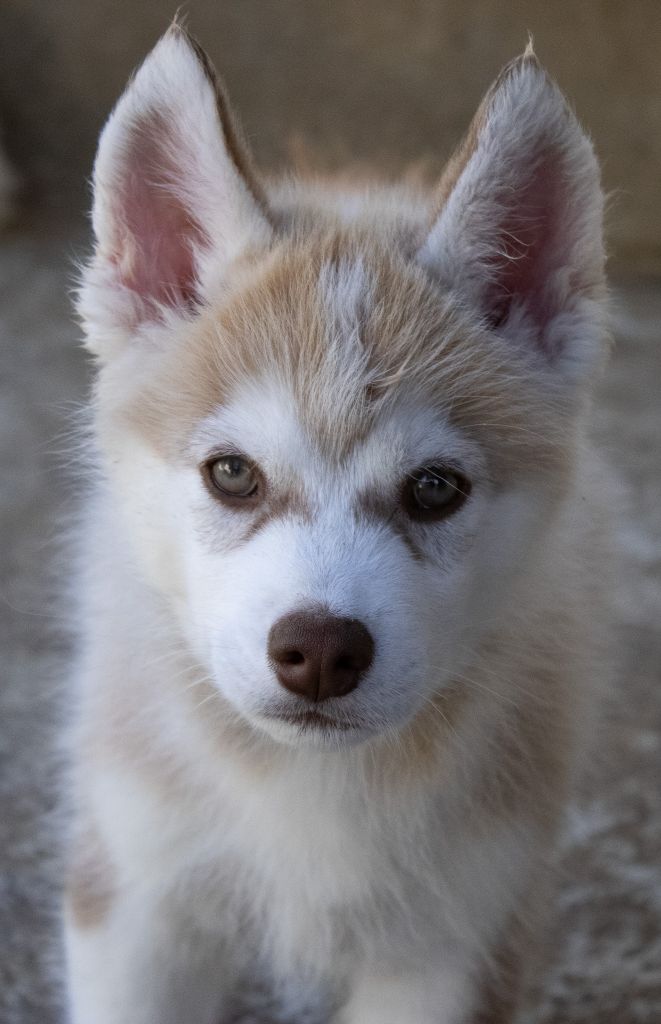 du domaine des ptits loups givres - Chiots disponibles - Siberian Husky