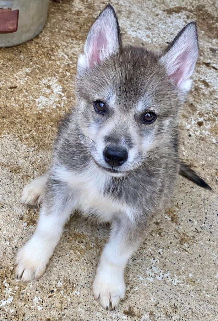 du domaine des ptits loups givres - Chiots disponibles - Siberian Husky