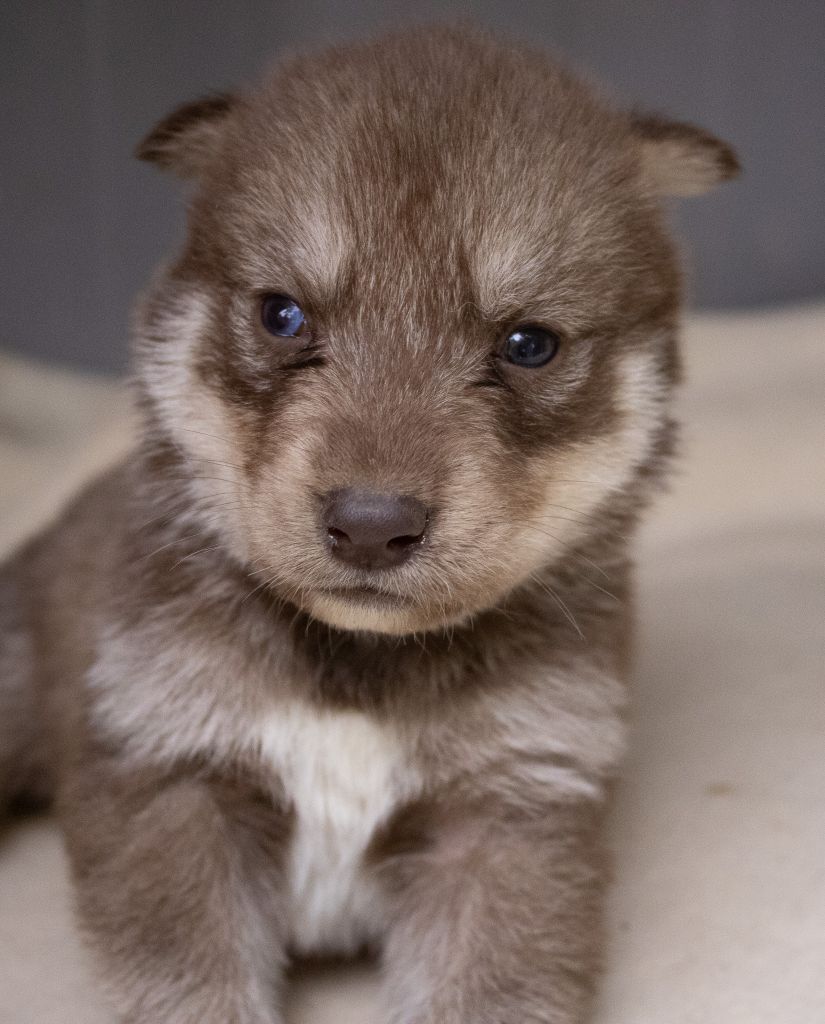 du domaine des ptits loups givres - Chiots disponibles - Siberian Husky