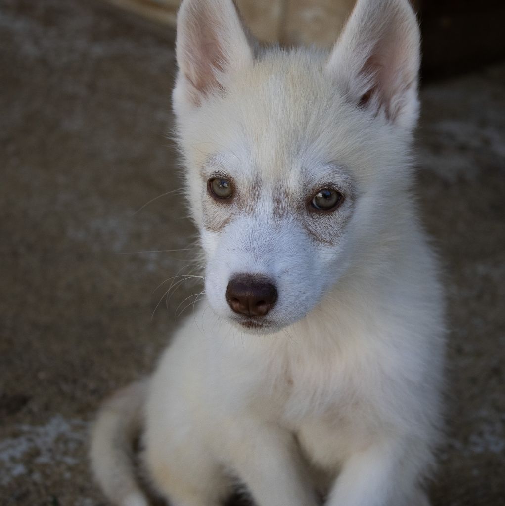 du domaine des ptits loups givres - Chiots disponibles - Siberian Husky