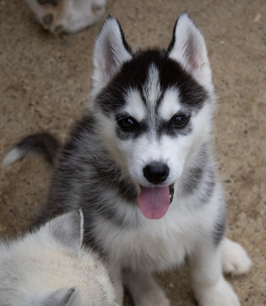 du domaine des ptits loups givres - Chiots disponibles - Siberian Husky