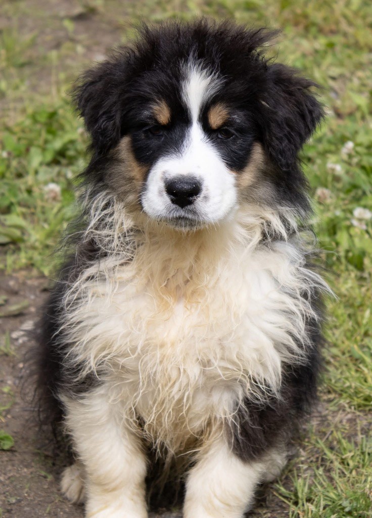 du domaine des ptits loups givres - Chiots disponibles - Berger Australien