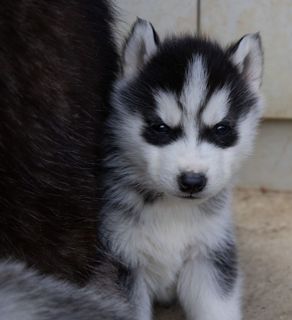 du domaine des ptits loups givres - Chiots disponibles - Siberian Husky