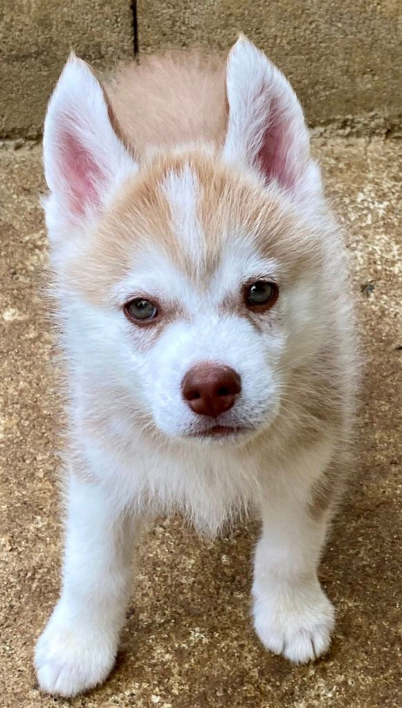 du domaine des ptits loups givres - Chiots disponibles - Siberian Husky