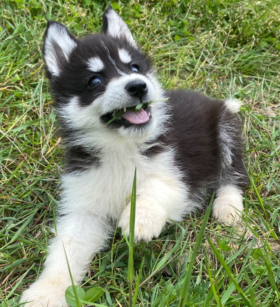 du domaine des ptits loups givres - Chiots disponibles - Siberian Husky