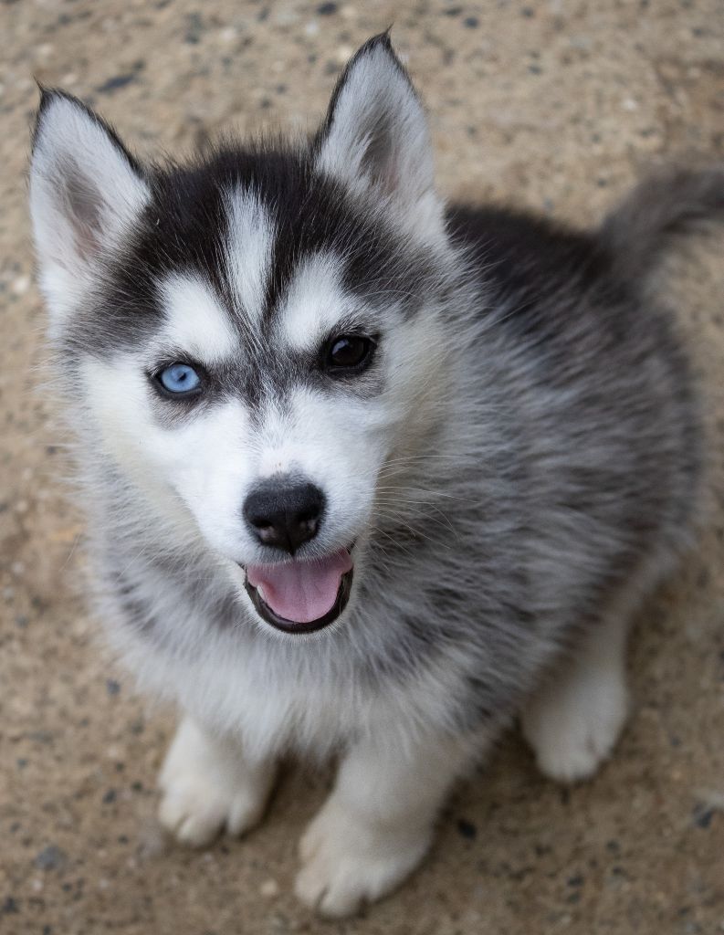 du domaine des ptits loups givres - Chiots disponibles - Siberian Husky
