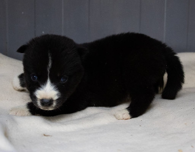 CHIOT 1