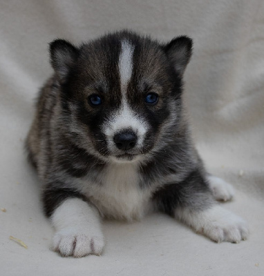 CHIOT 4