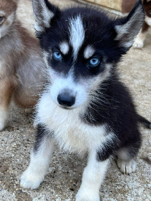 arko